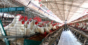 imagenes de la galeria