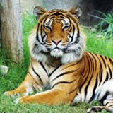 fauna