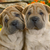 mascotas