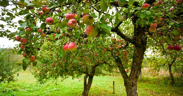 frutales
