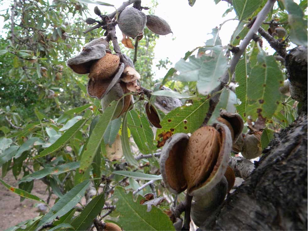 frutos secos