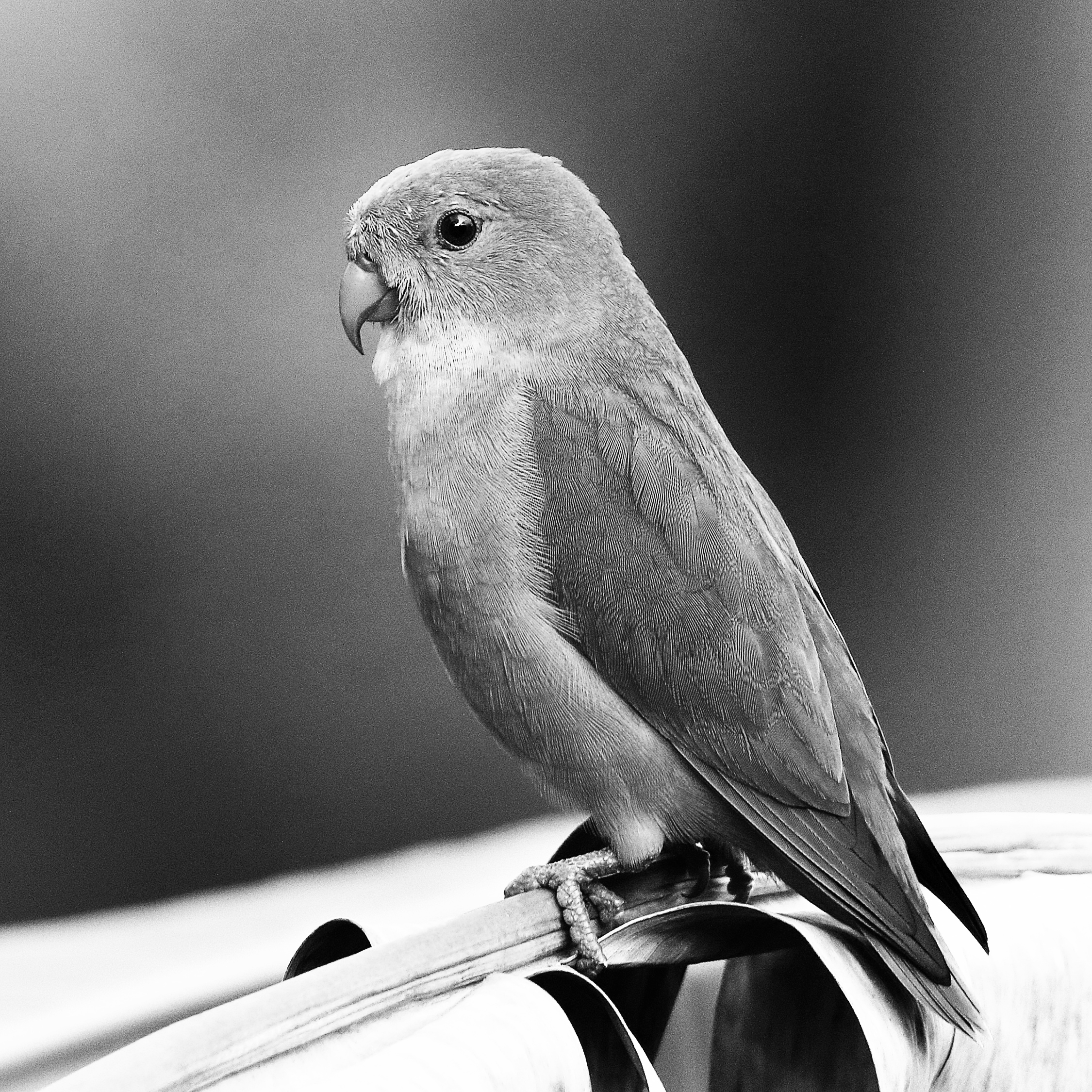 Concurso de fotografía de animales