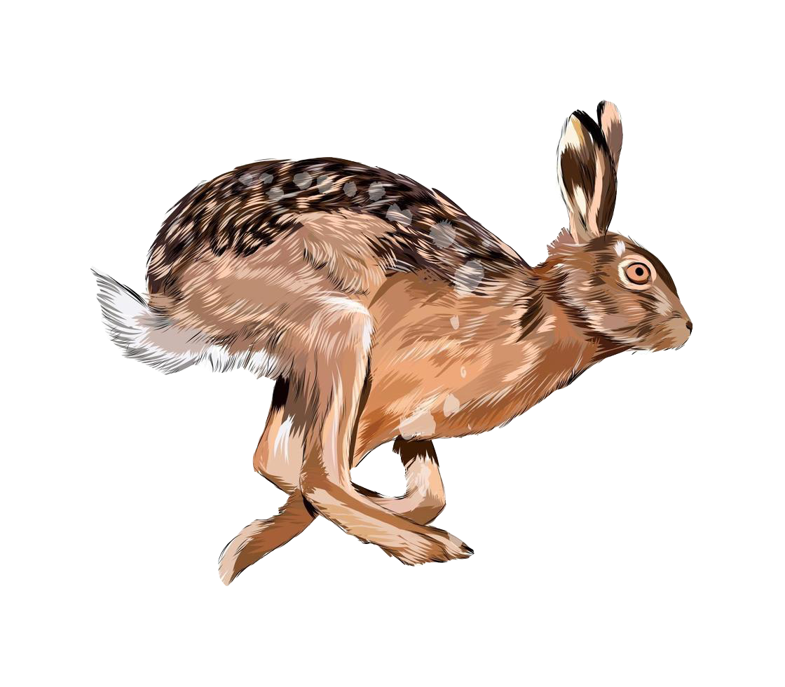 Liebre