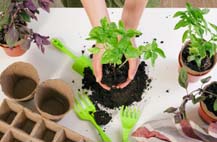 Actividad taller de jardinería