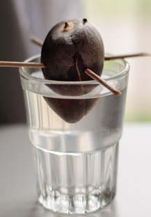 actividad Semillas de aguacates