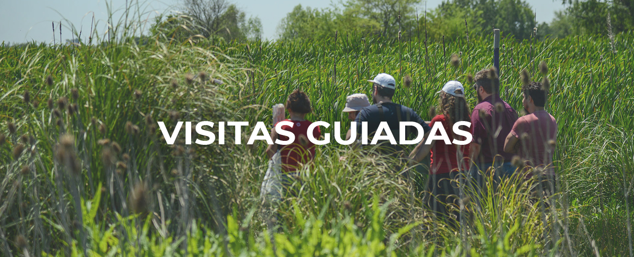 Visitas