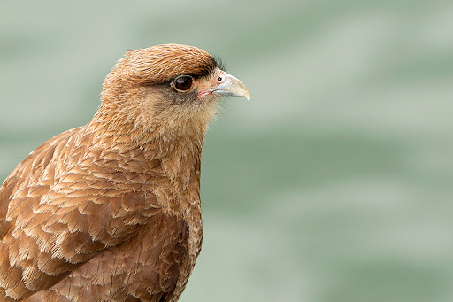 malvavisco