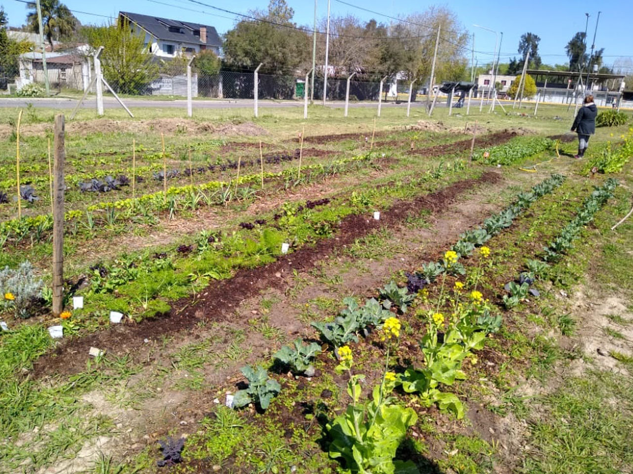 planta