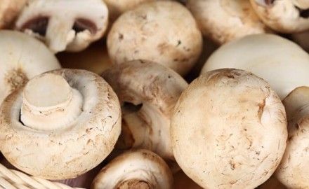hongos comestibles