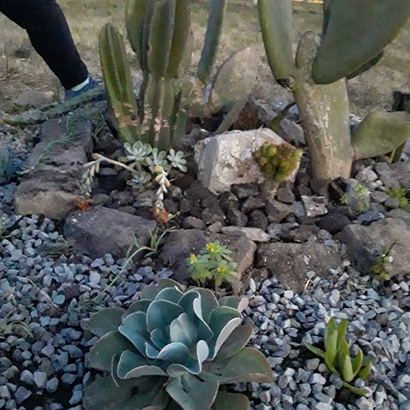 suculentas