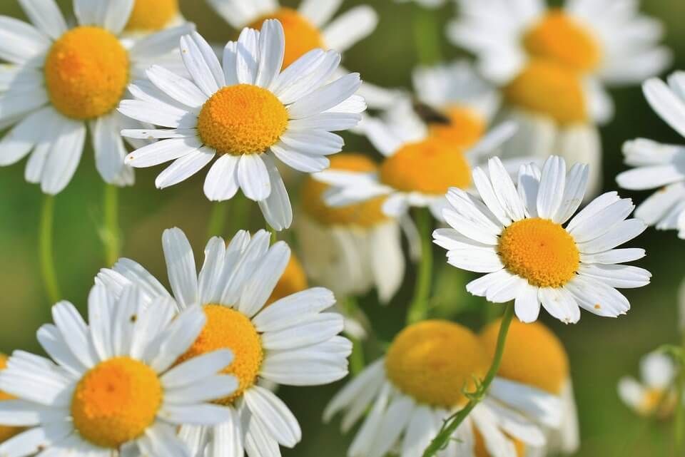 plantas aromatica