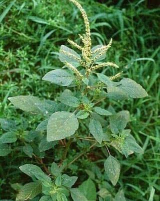 plantas medicinales