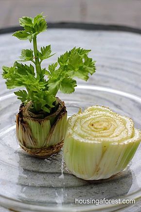 reproduccion vegetal