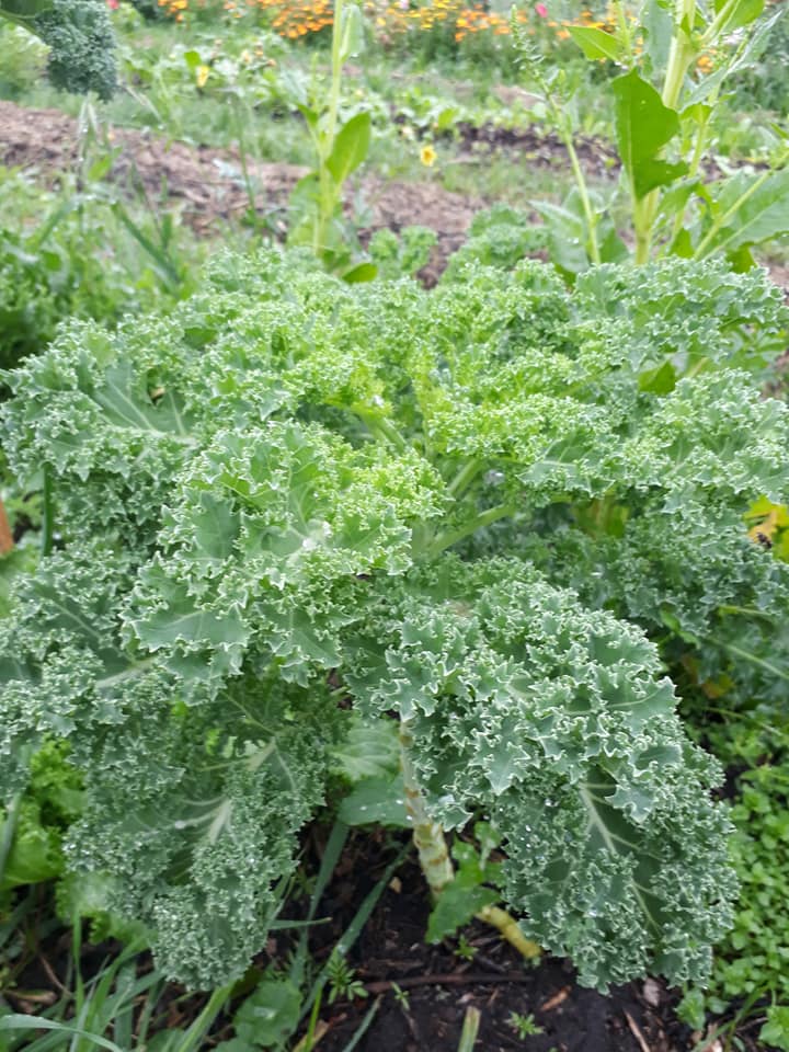 lechuga