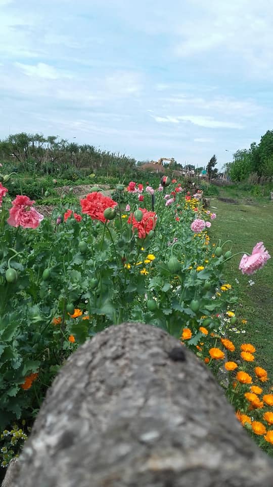 flores de colores