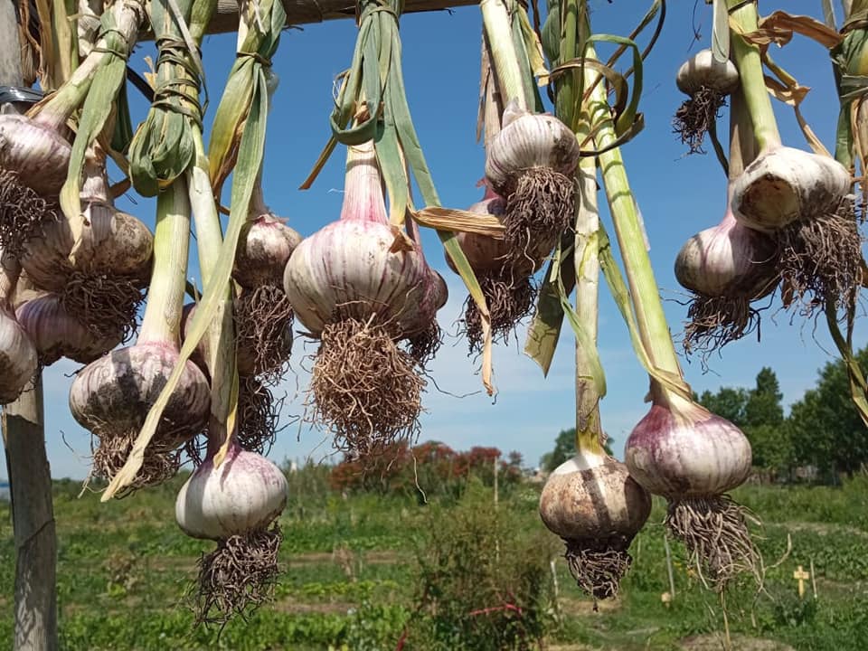 cultivo de ajos