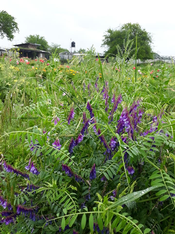 flores violetas