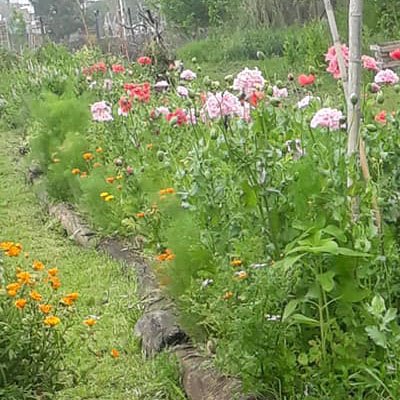 flores