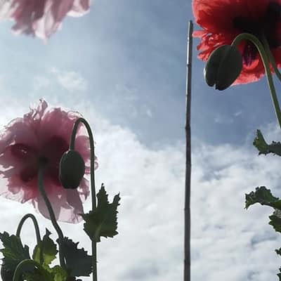 flores