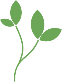 planta