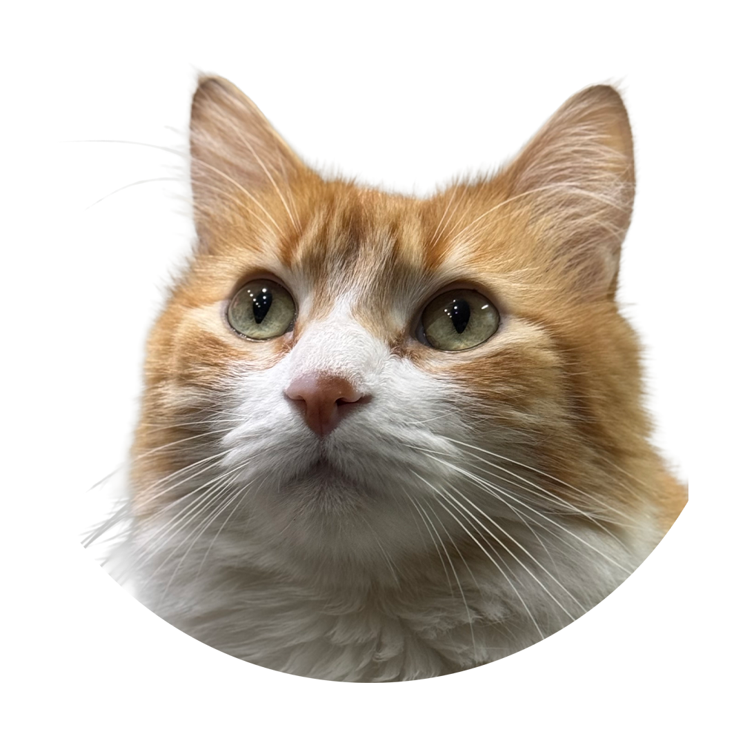 Foto de mi gatito naranja Ron