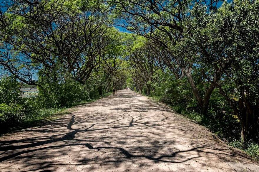 Bosque ribereño