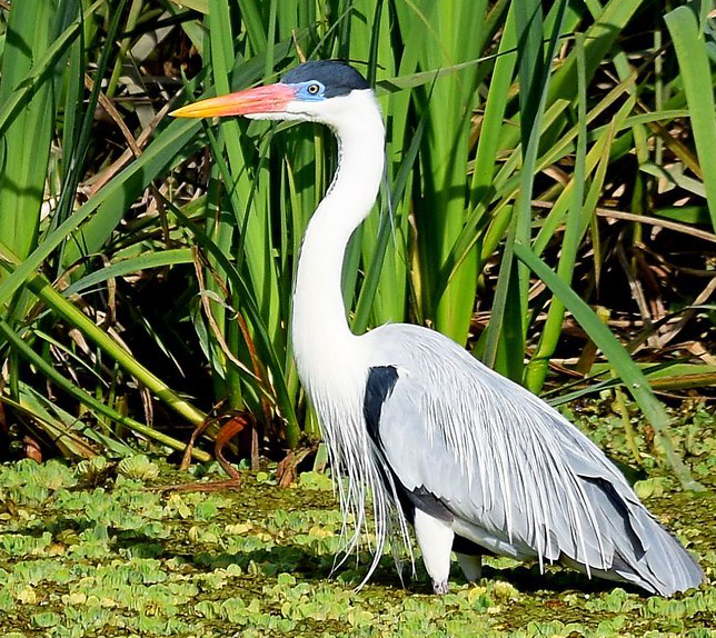Garza Mora