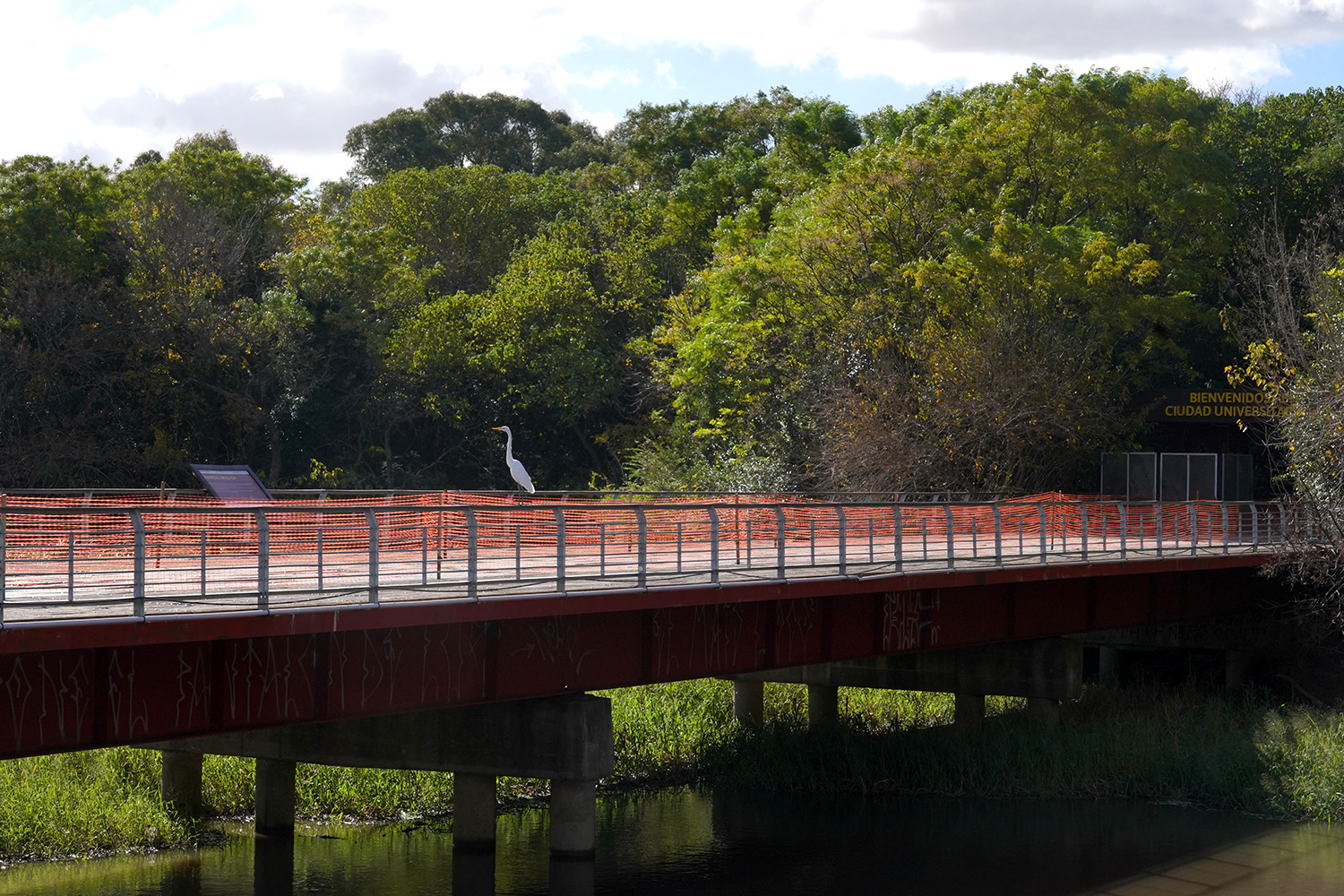 Aves junto al río