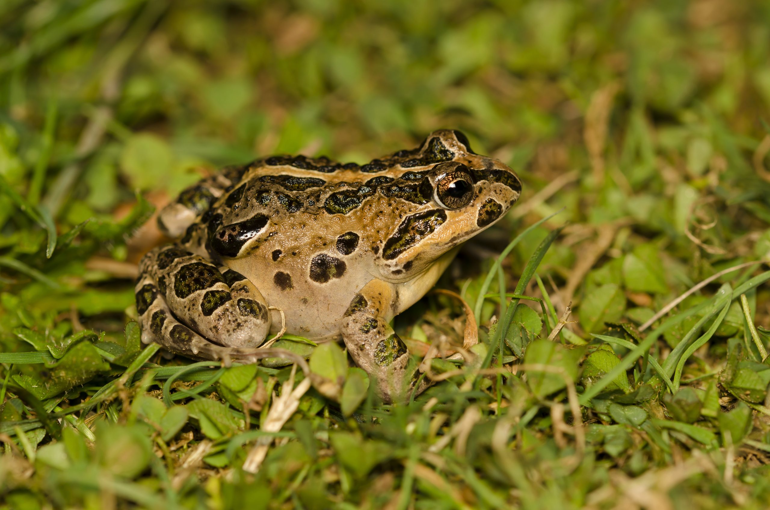 Sapito de cuatro ojos
