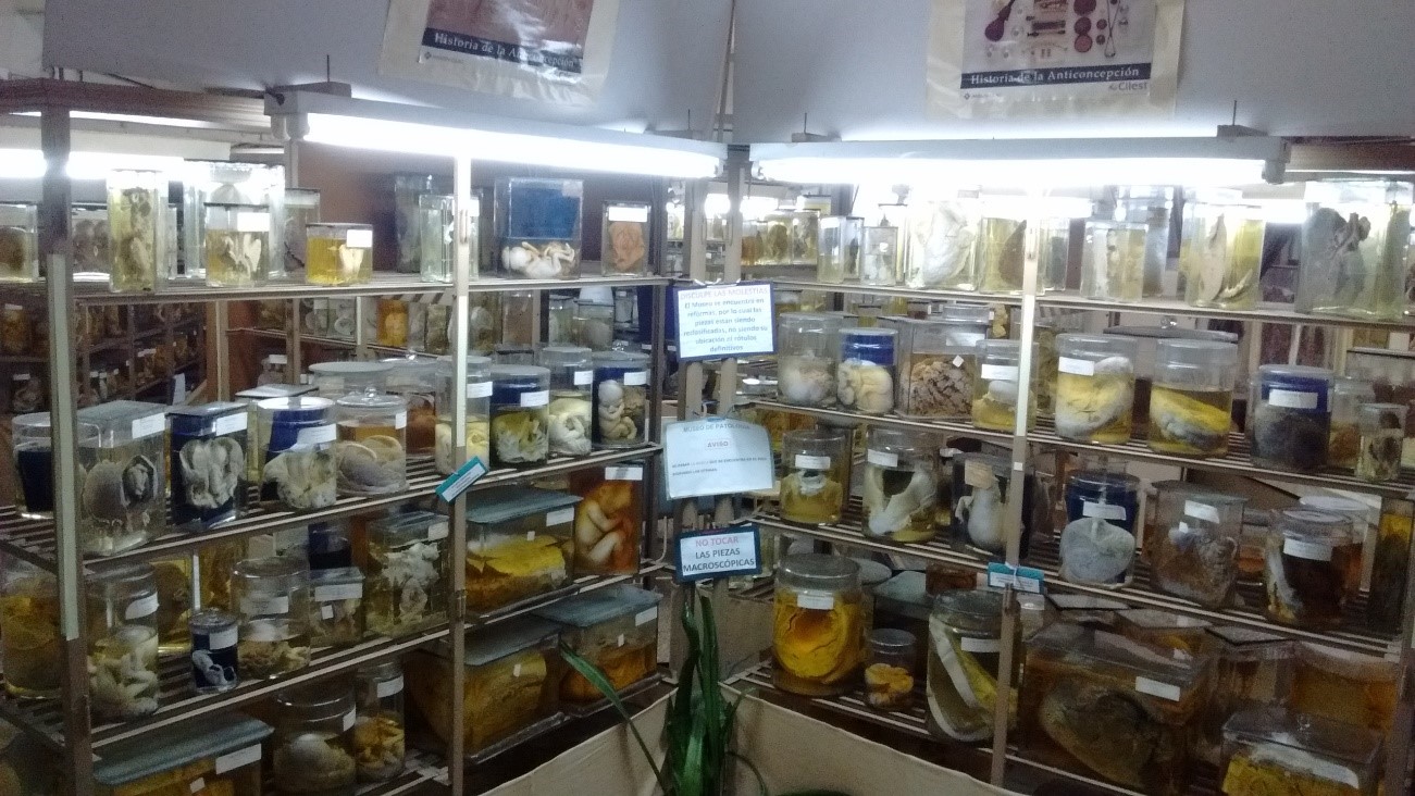 Museo de Patología