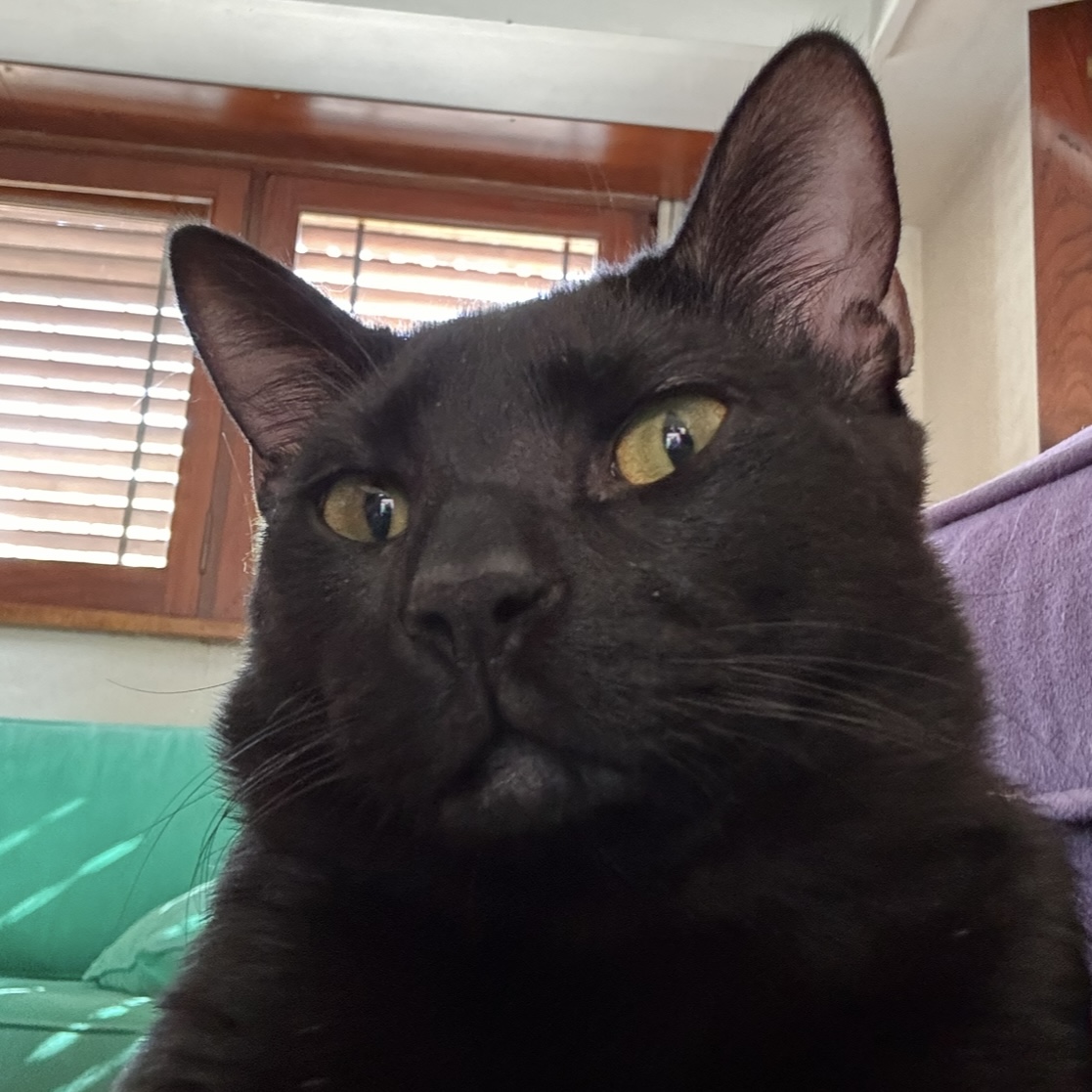 gato3